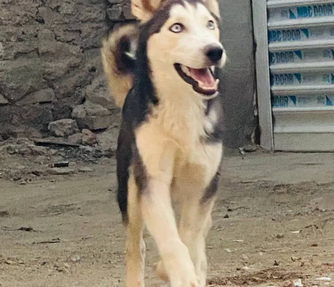 هاسکی نر|سگ|زاهدان, |دیوار