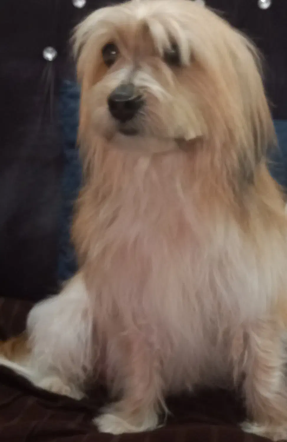 سگ گمشده|حیوانات|تهران, یافت‌آباد|دیوار