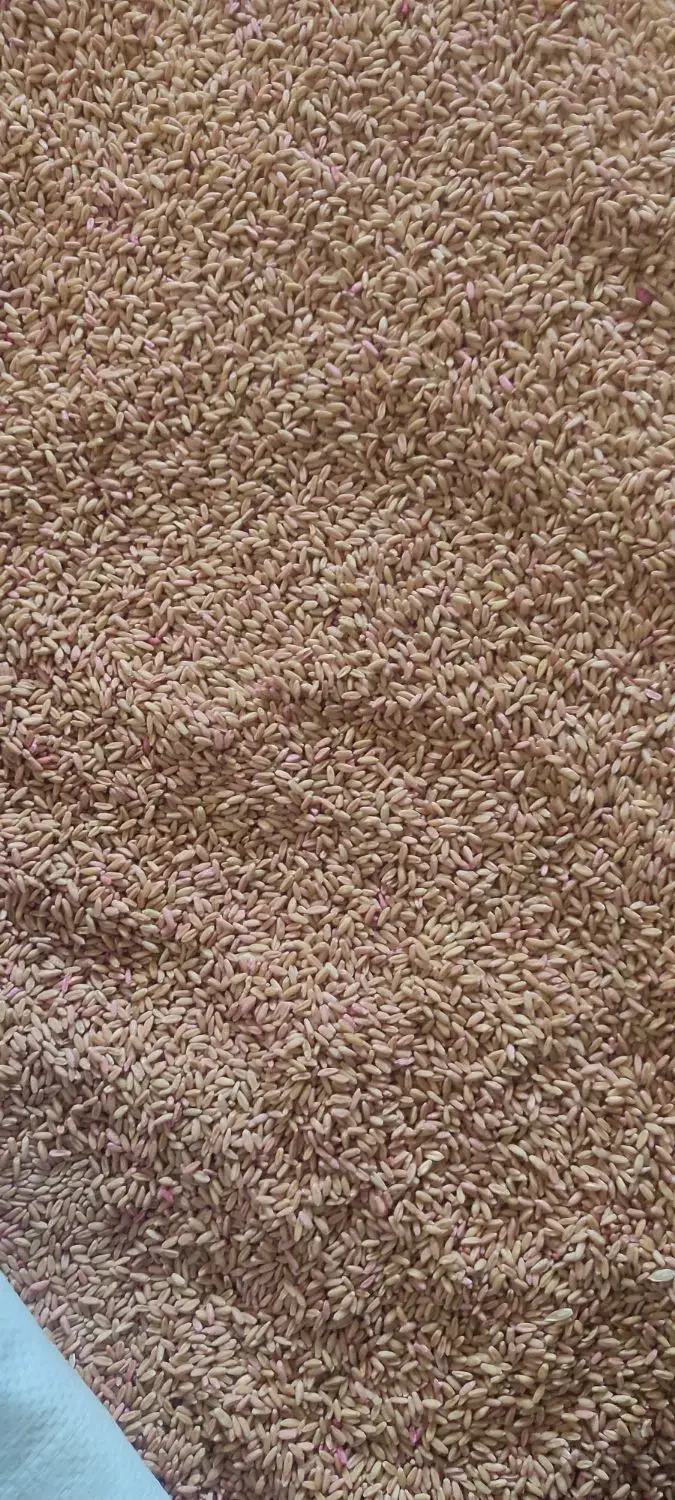 گندم بذری اصلاح شده دیم|عمده‌فروشی|فامنین, |دیوار