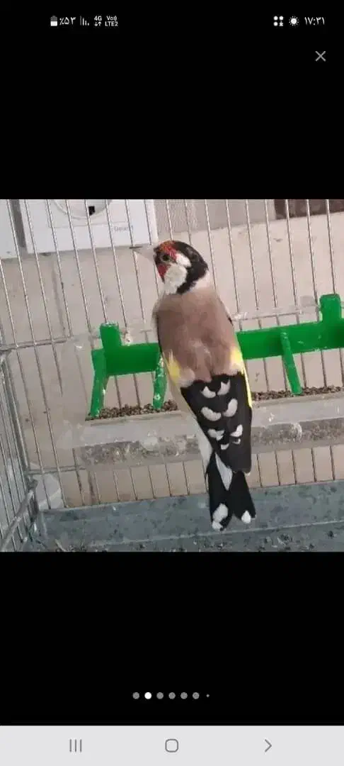 سهره|پرنده|تهران, هفت حوض|دیوار