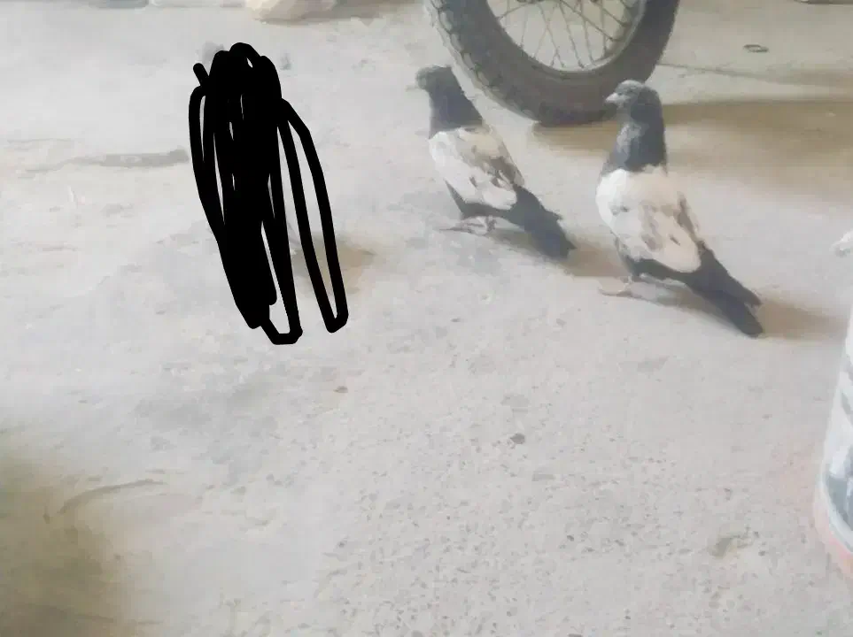 کبوتر سینه ای|پرنده|زابل, |دیوار