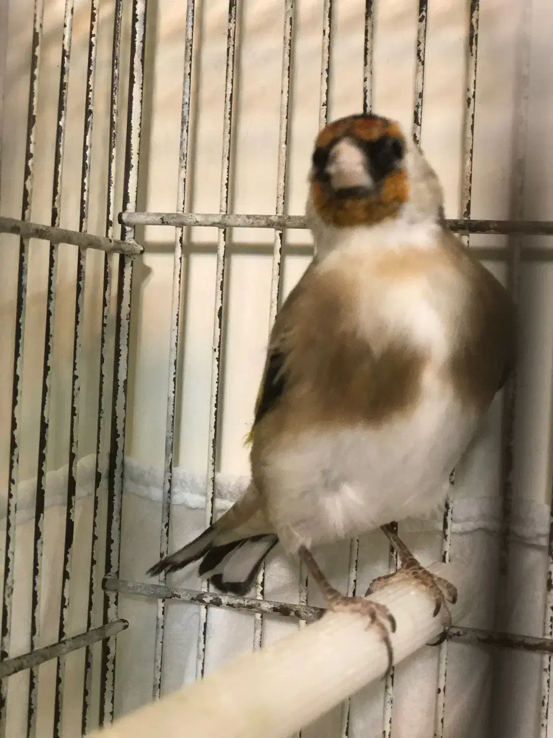 سهره جوجه نر|پرنده|ابهر, |دیوار