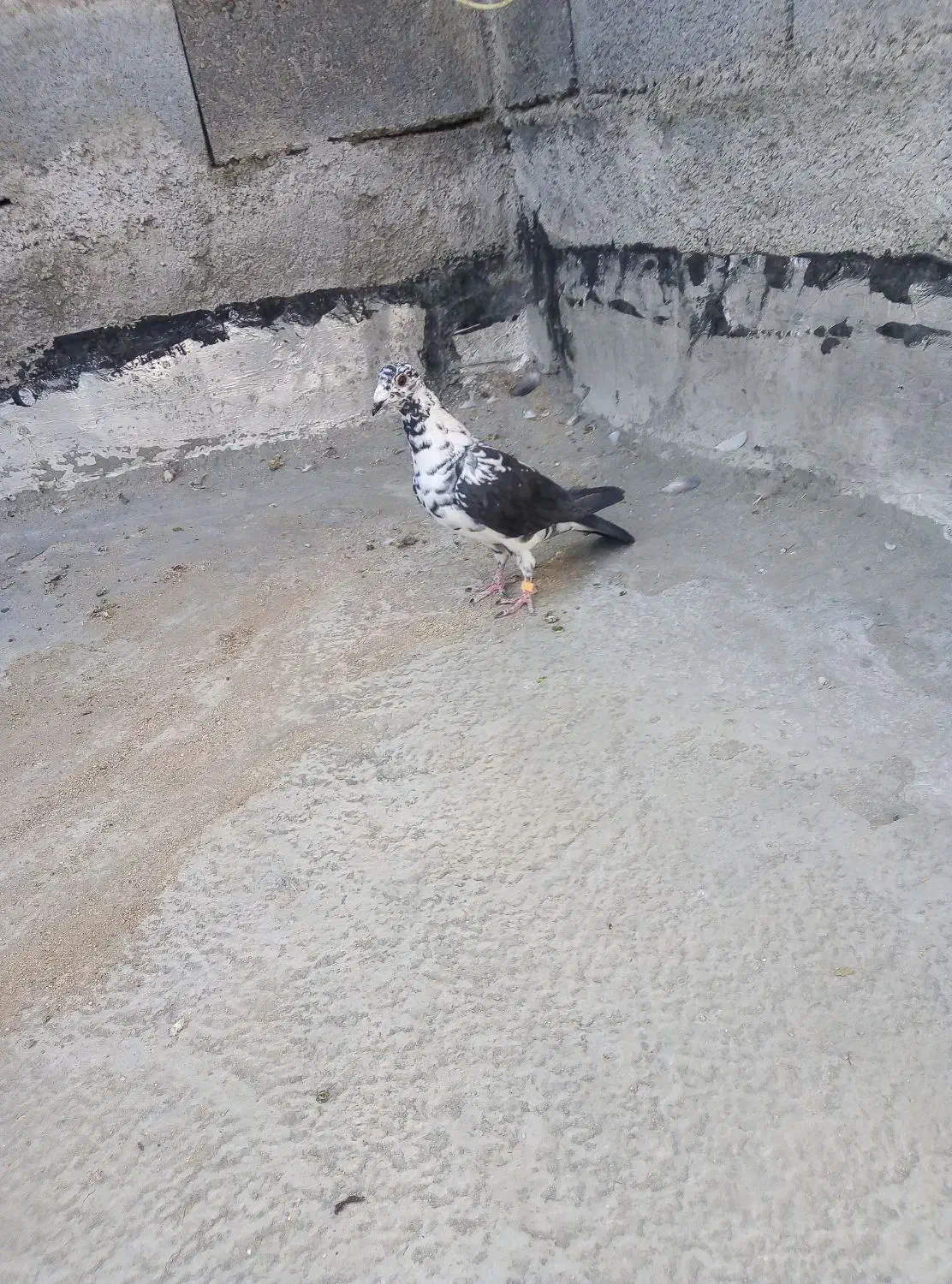 کبوتر|پرنده|کوار, |دیوار