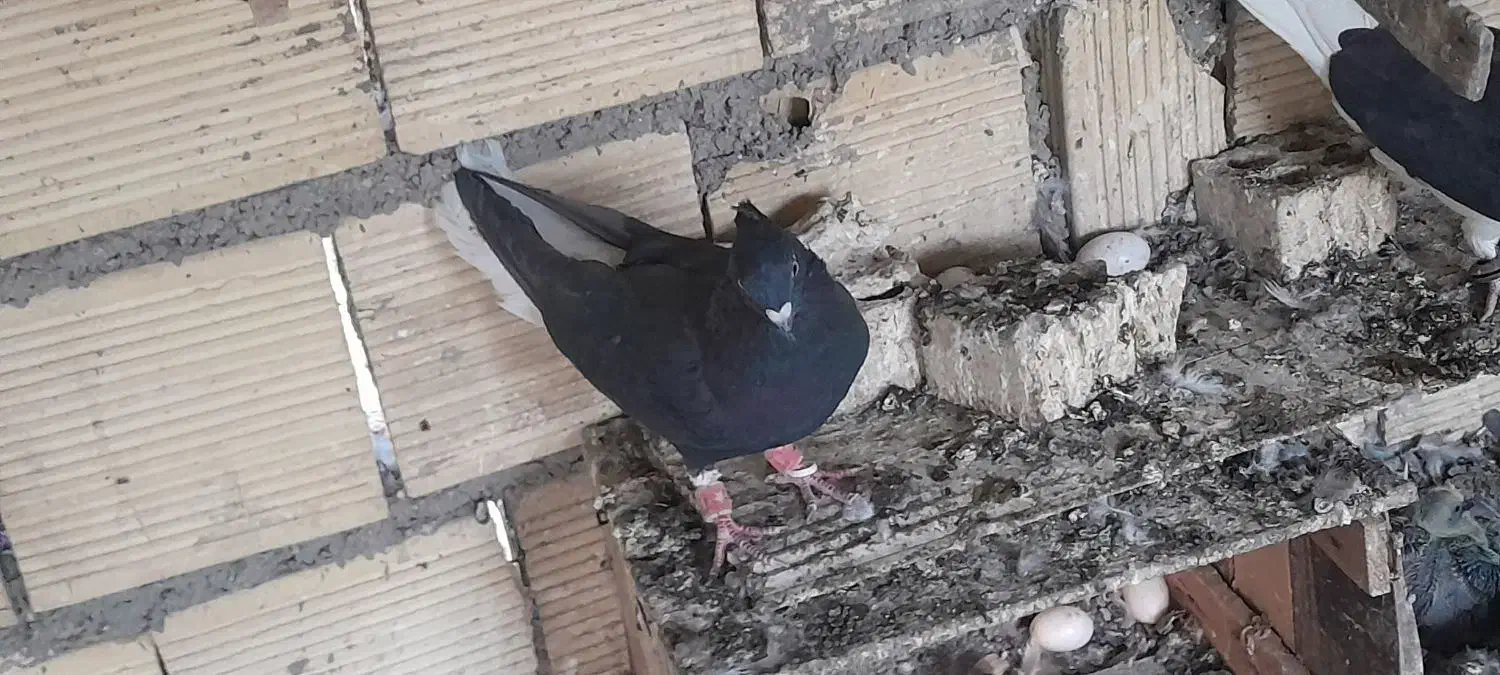 اشعل و...|پرنده|بندر ماهشهر, |دیوار