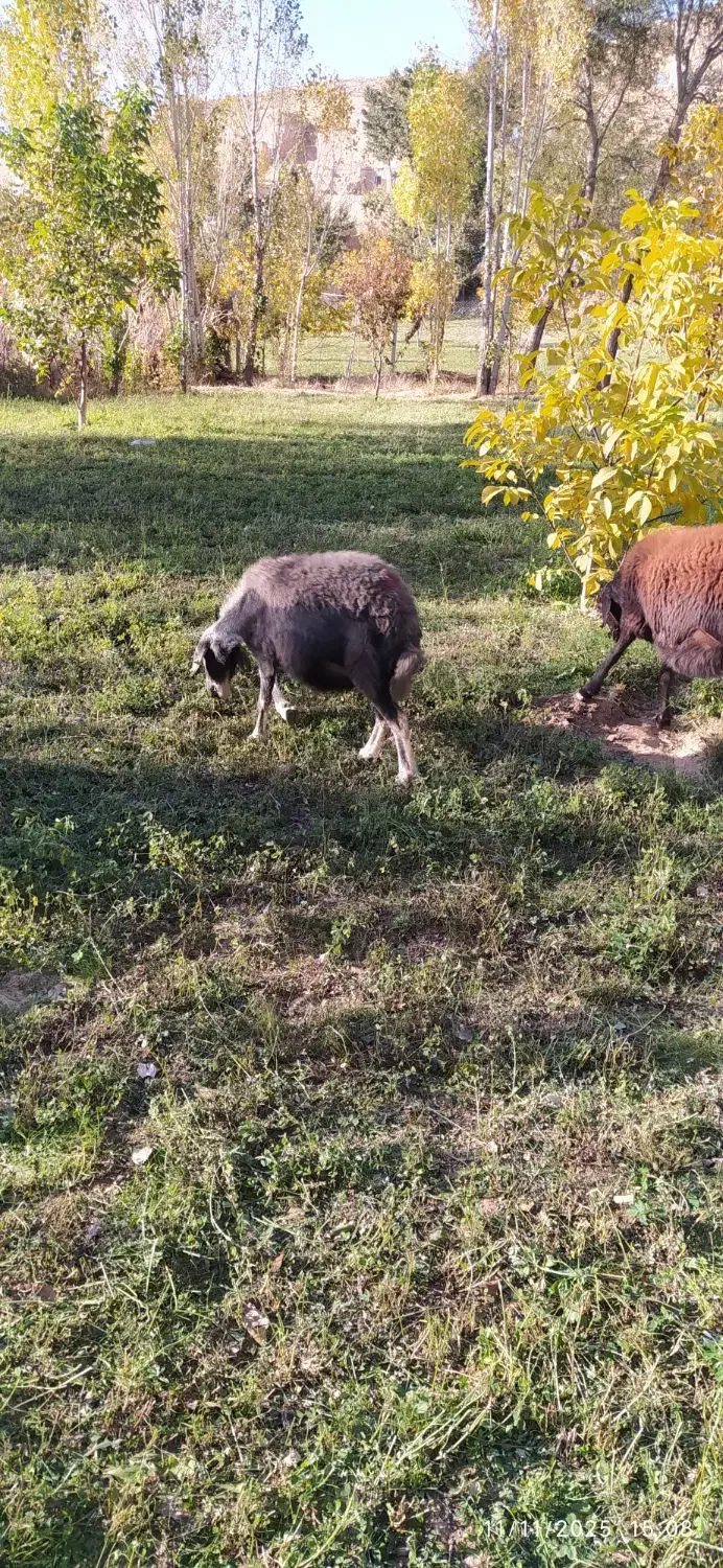 یک عدد گوسفند|حیوانات مزرعه|شاهین دژ, |دیوار