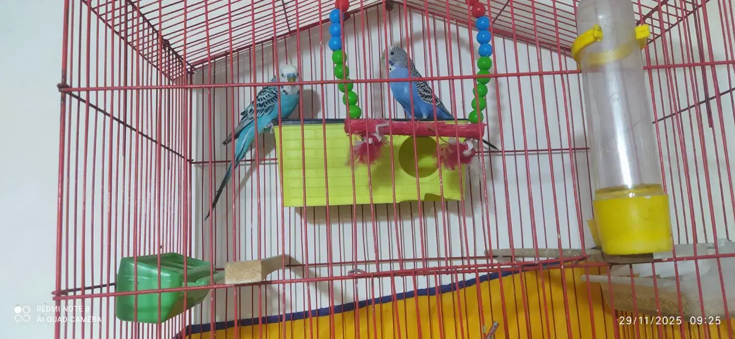 یک جفت مرغ عشق با قفس و وسایل|پرنده|کرمانشاه, |دیوار