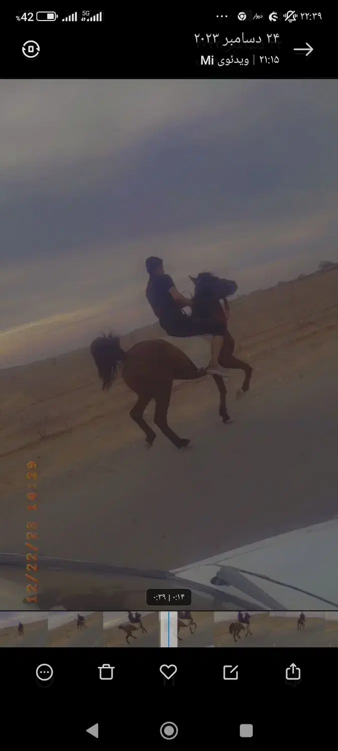 مادیون کرد|اسب و تجهیزات اسب‌سواری|سیرجان, |دیوار