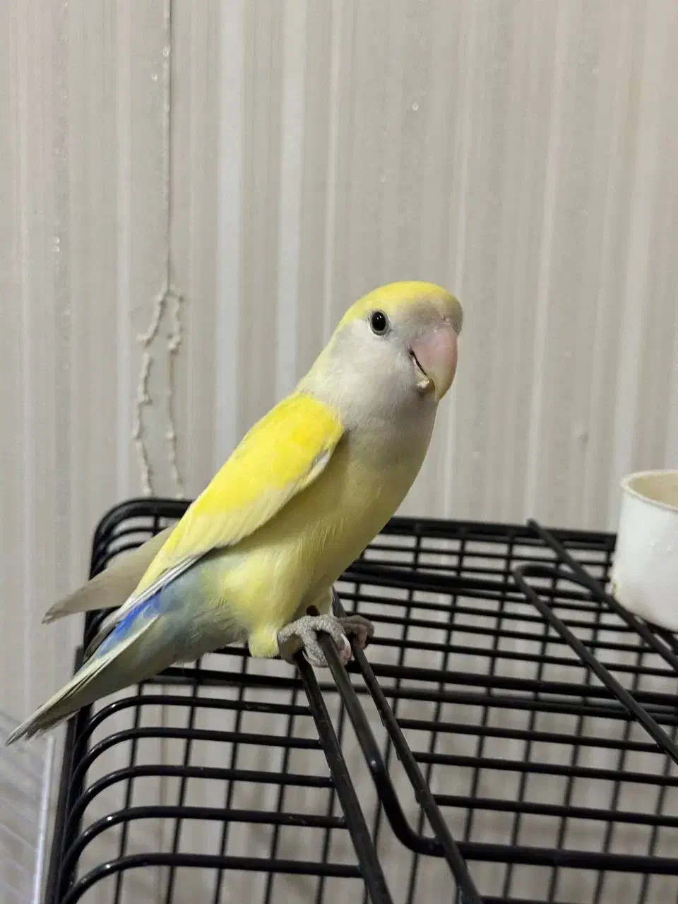 یک جفت طوطی برزیلی|پرنده|چهاردانگه (تهران), |دیوار