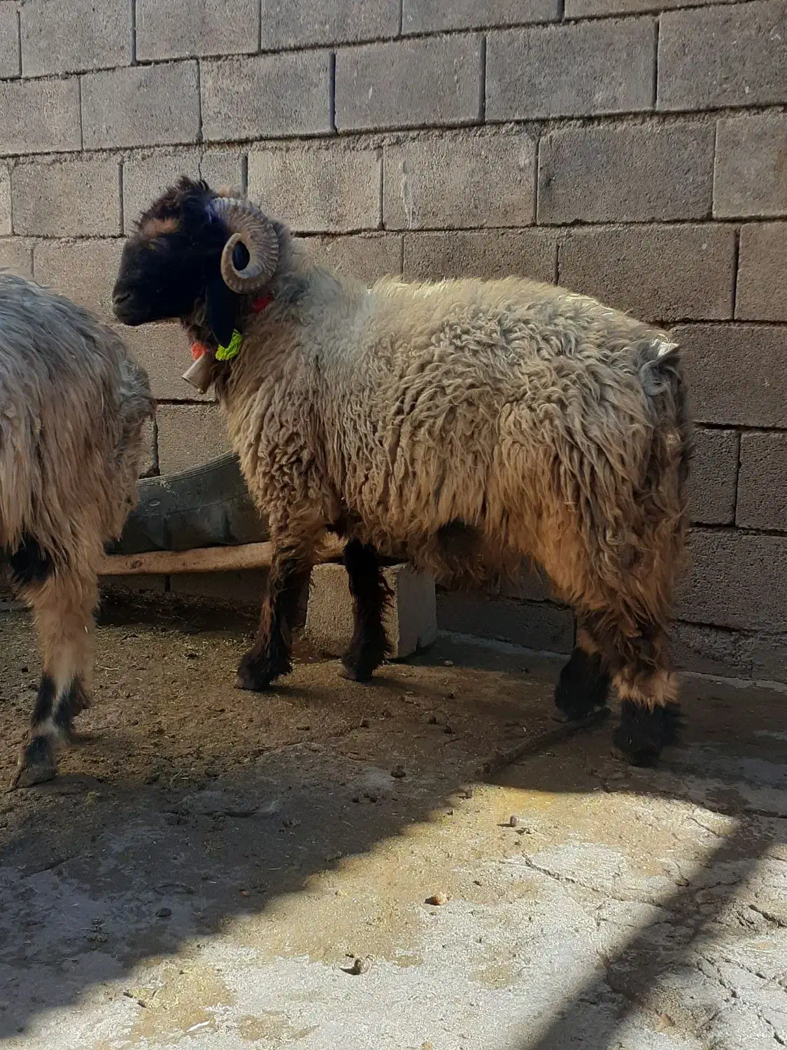 قوچ شیشک|حیوانات مزرعه|شهرکرد, |دیوار