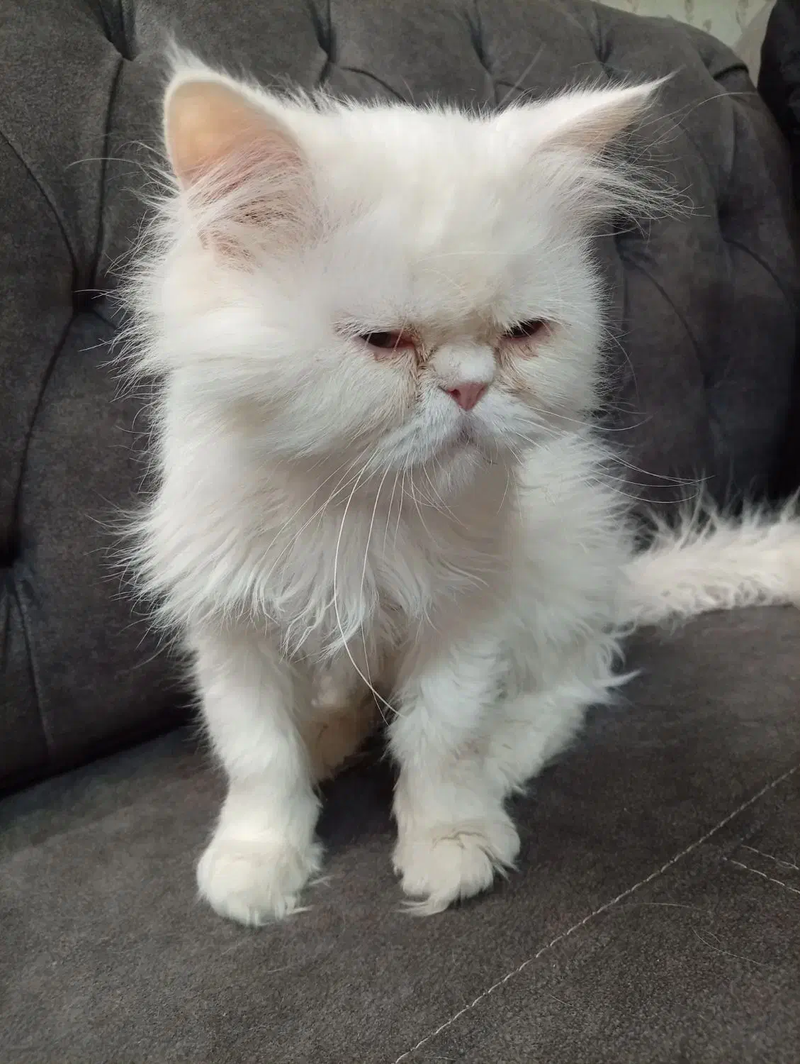 گربه پرشین|گربه|بیرجند, |دیوار