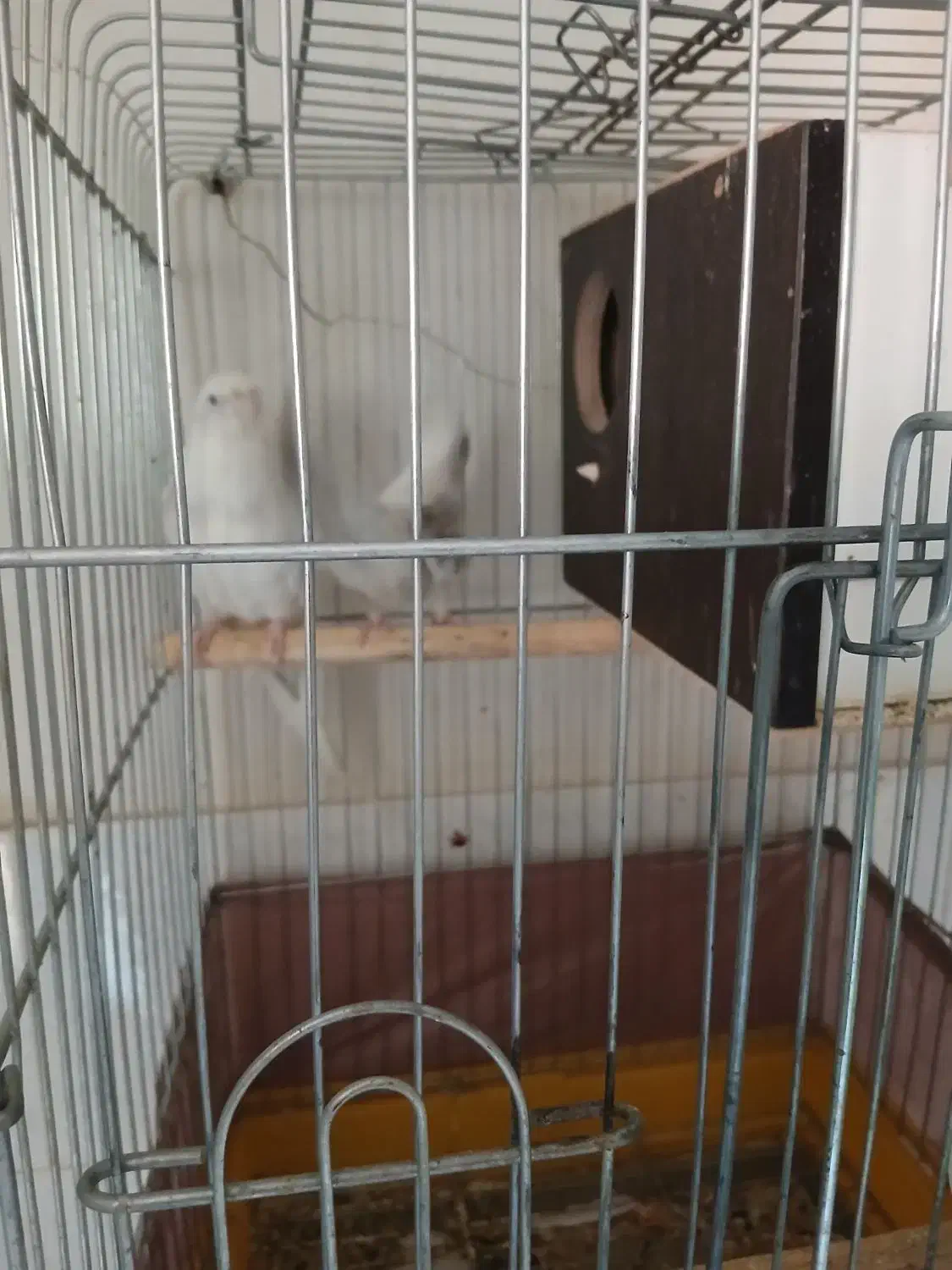 عروس هلندی|پرنده|سرپل ذهاب, |دیوار