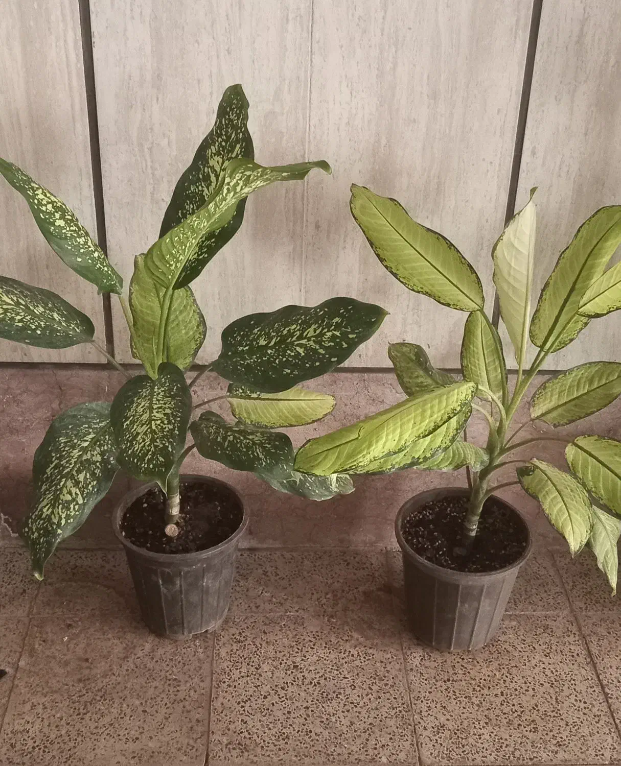 چند مدل دیفن زیبا|گل و گیاه طبیعی|محمدیه-قزوین, |دیوار