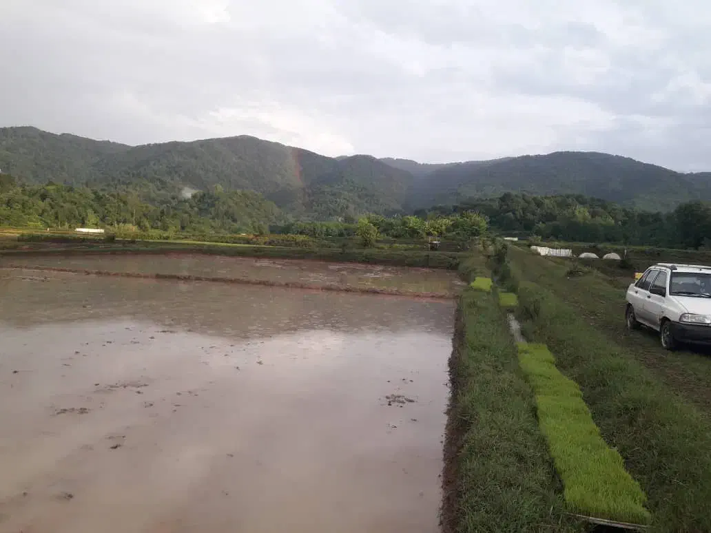 شالی 3000متری|فروش دفتر صنعتی، کشاورزی، تجاری|توتکابن, |دیوار