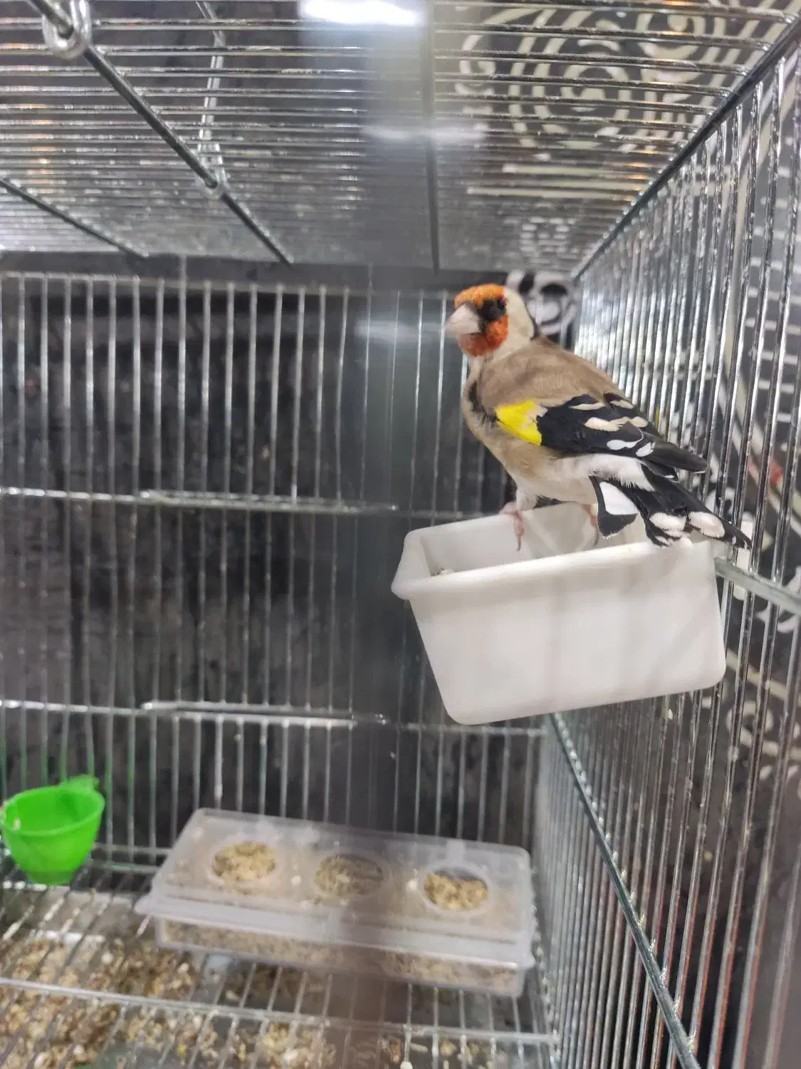 سهره نر سه ساله. جفتی قناری|پرنده|شهرکرد, |دیوار