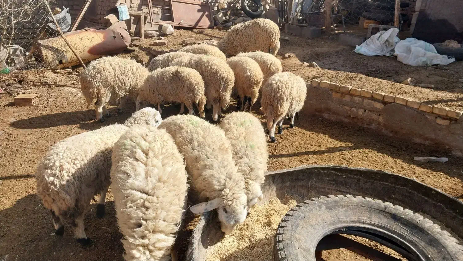 ۹راس بره محلی  ماده گله ای|حیوانات مزرعه|کشکوئیه, |دیوار