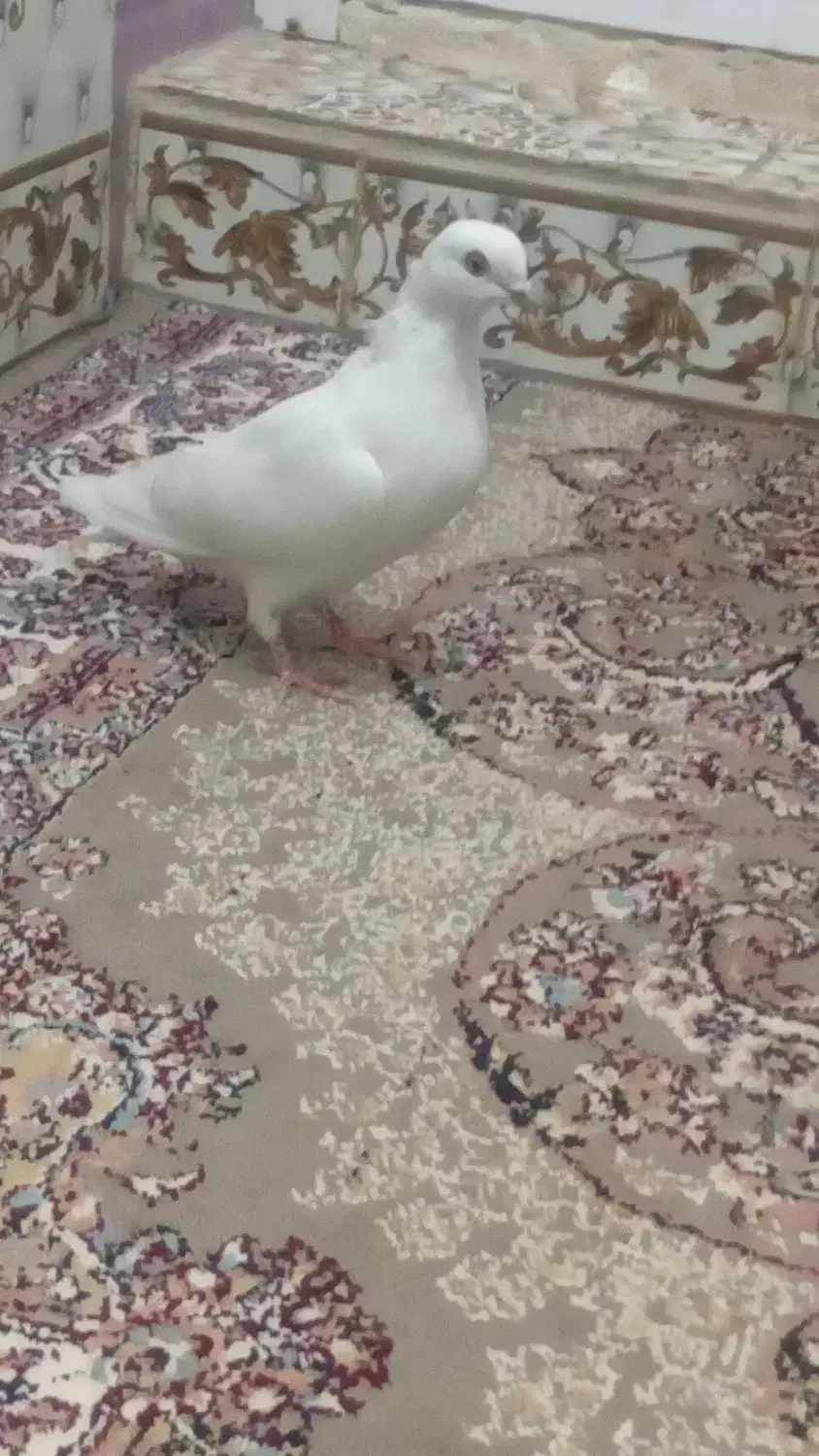 کبوتر تهرانی زوردار|پرنده|سرپل ذهاب, |دیوار