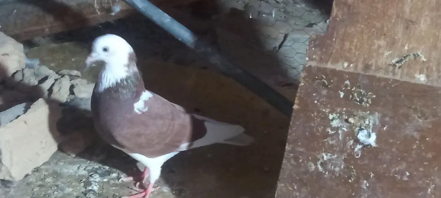 کبوتر|پرنده|گرگان, |دیوار