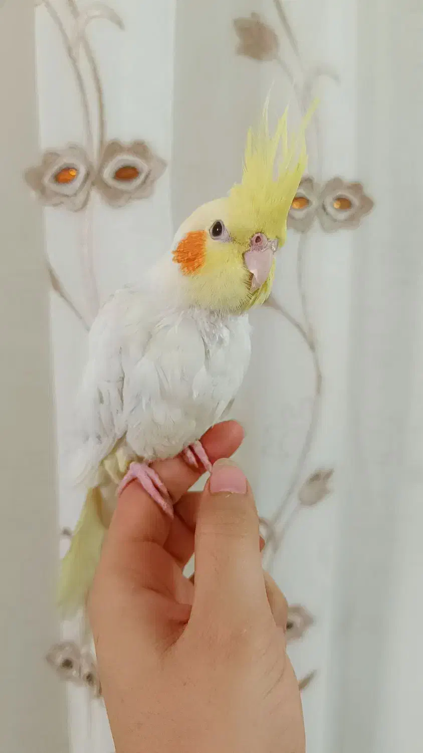 عروس هلندی|پرنده|طرقبه, |دیوار