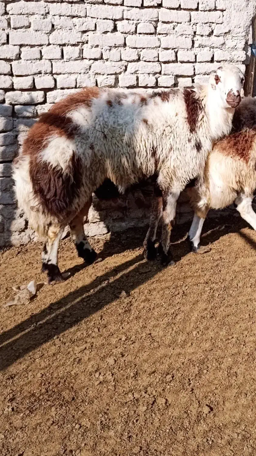 بره قوچ پلنگی بروجردی|حیوانات مزرعه|چناران, |دیوار