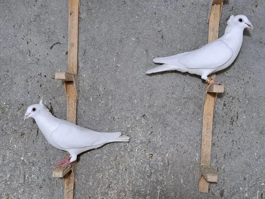 سفید کاکلی ماده عتیقه|پرنده|لار, |دیوار