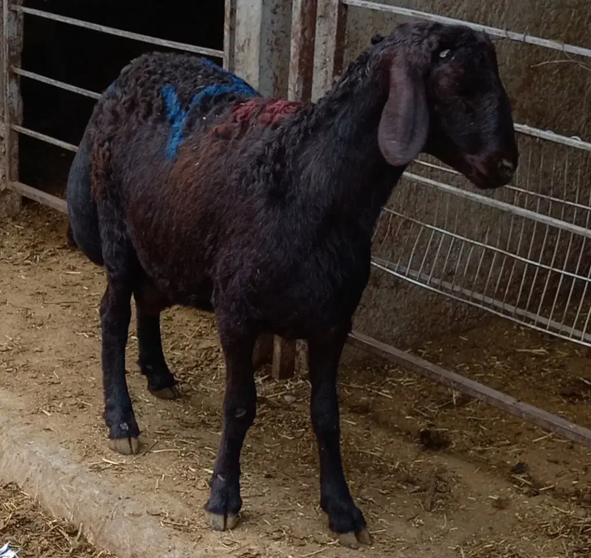 گوسفند زنده همراه با قصاب سلاخ سیار|حیوانات مزرعه|تهران, یافت‌آباد|دیوار