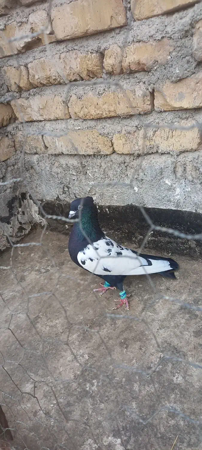 رنگه جفتگاه|پرنده|قوچان, |دیوار