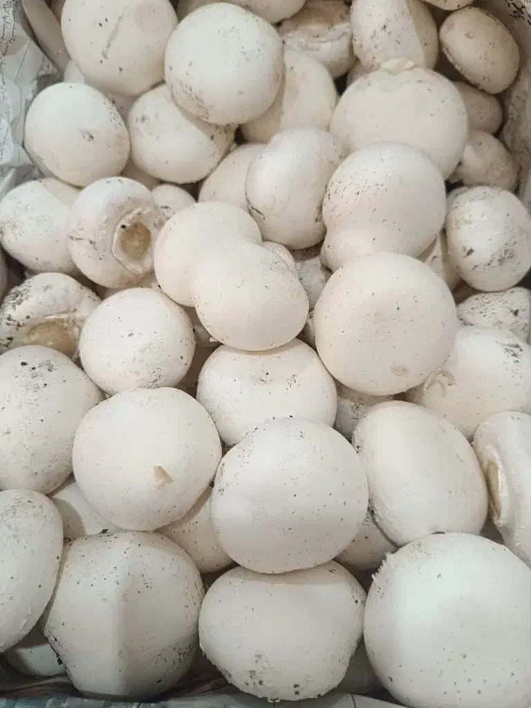 فروش قارچ به صورت خورده و عمده با کمترین قیمت|خوردنی و آشامیدنی|شیراز, امام حسین|دیوار