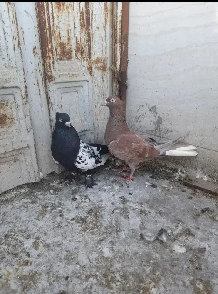 کبوتر کشیدنی|پرنده|گرگان, |دیوار