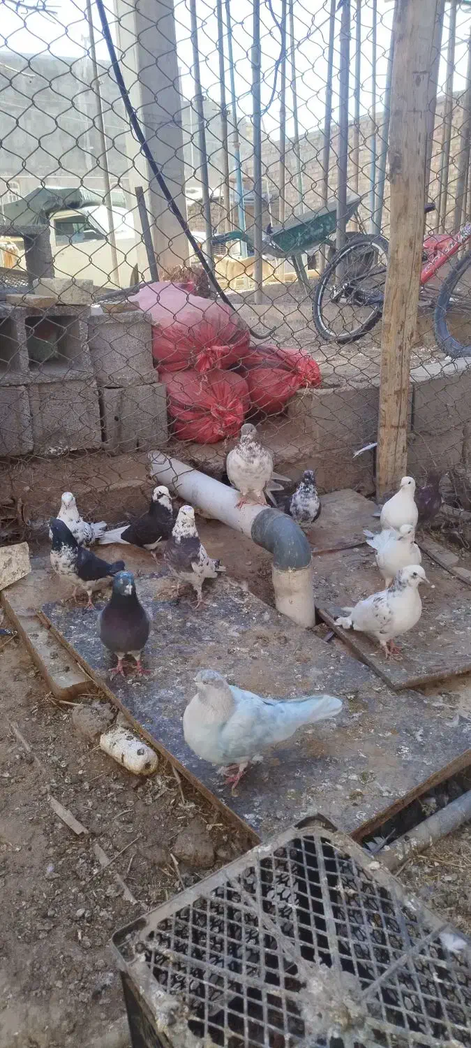 کبوتر پرشی|پرنده|سیرجان, |دیوار