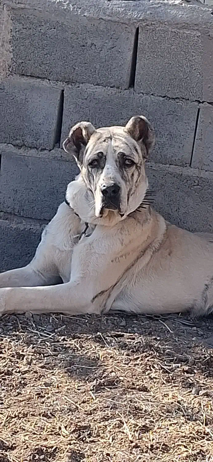 توله 10ماهه خراسانی|سگ|خلیل آباد, |دیوار