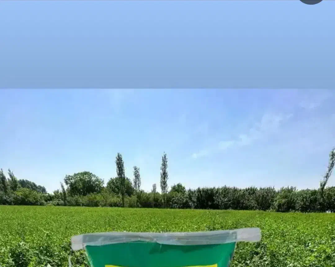 بذر یونجه|خدمات باغبانی و درختکاری|کوهدشت, |دیوار