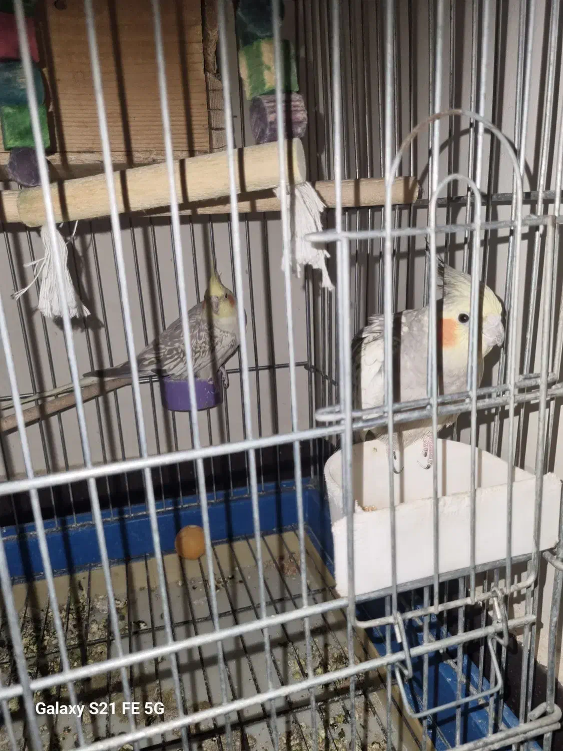 عروس هلندی|پرنده|شیراز, باغ تخت|دیوار