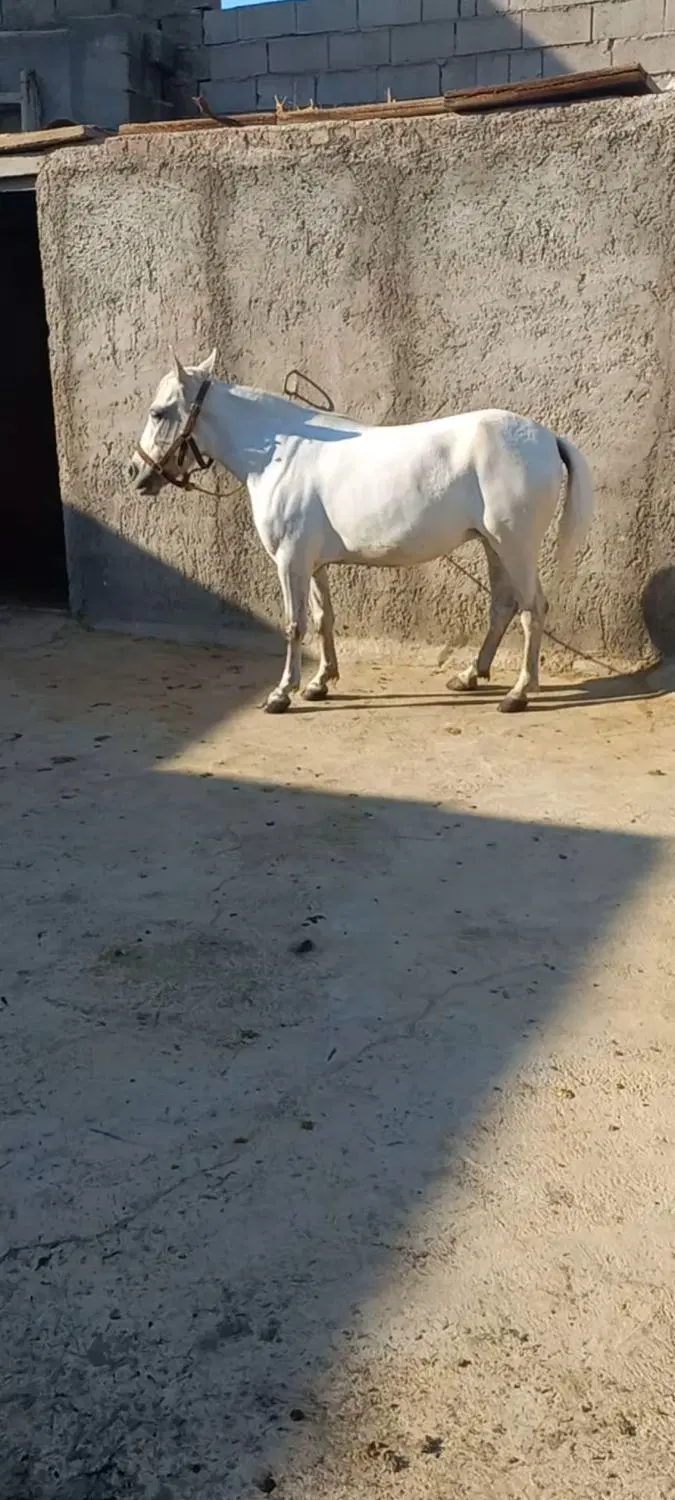 اسب|اسب و تجهیزات اسب‌سواری|اردبیل, |دیوار