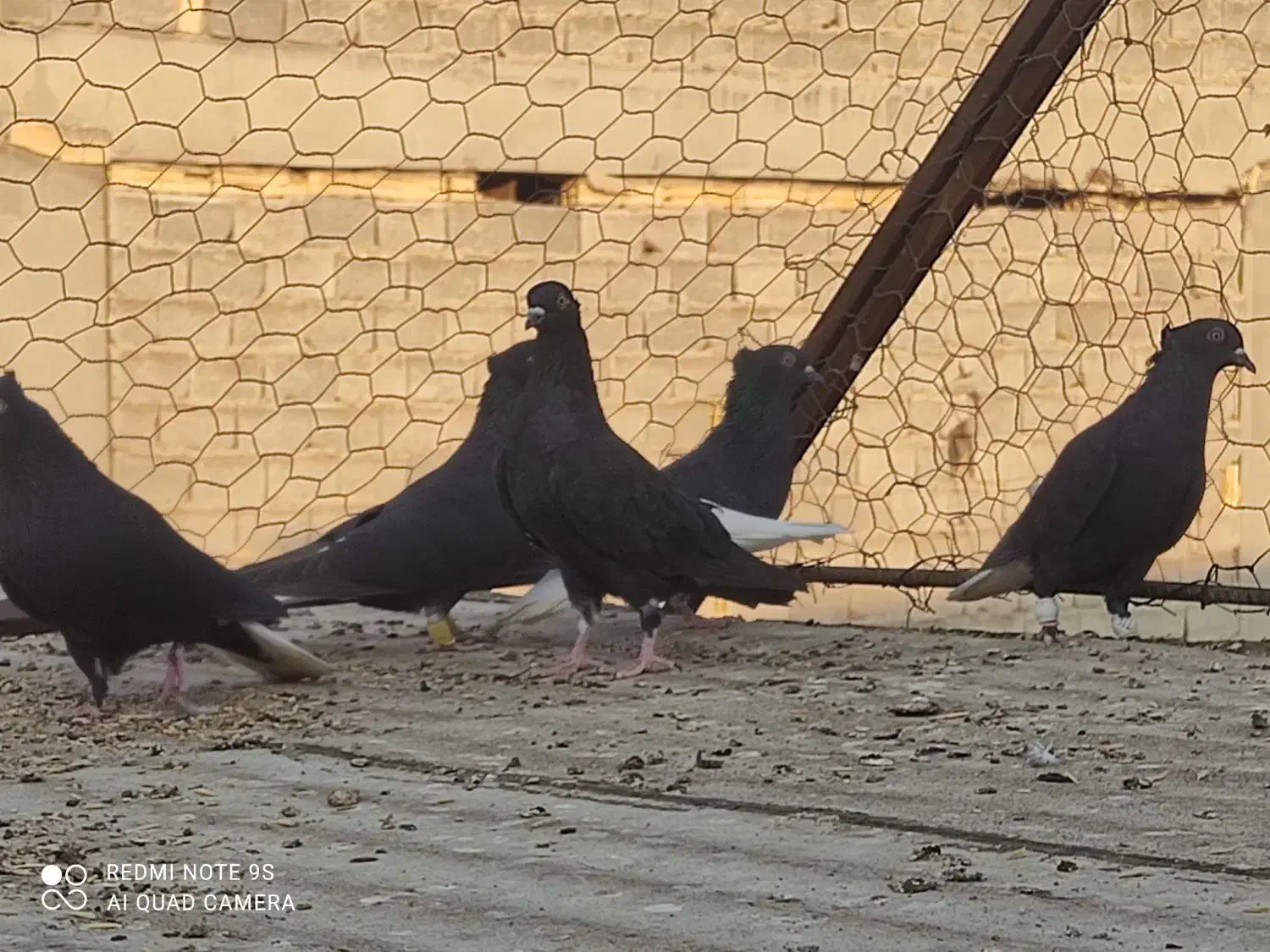 دم سفید|پرنده|برازجان, |دیوار