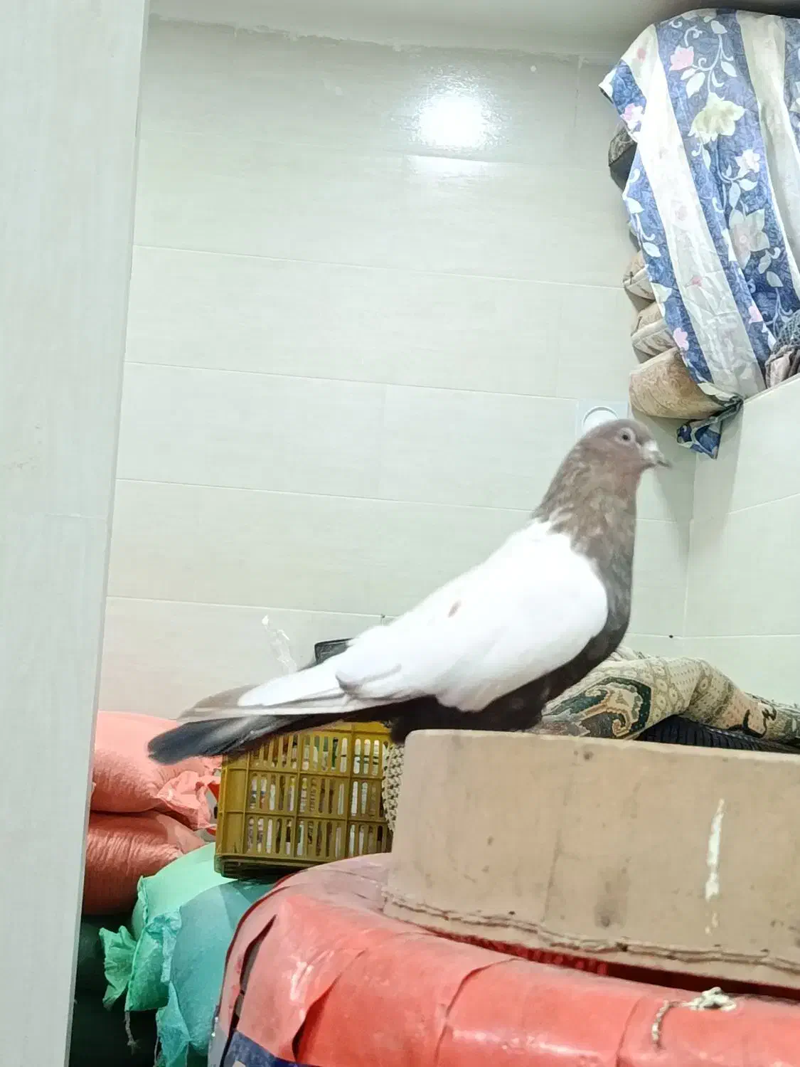 سینلی دورنگ|پرنده|ابهر, |دیوار