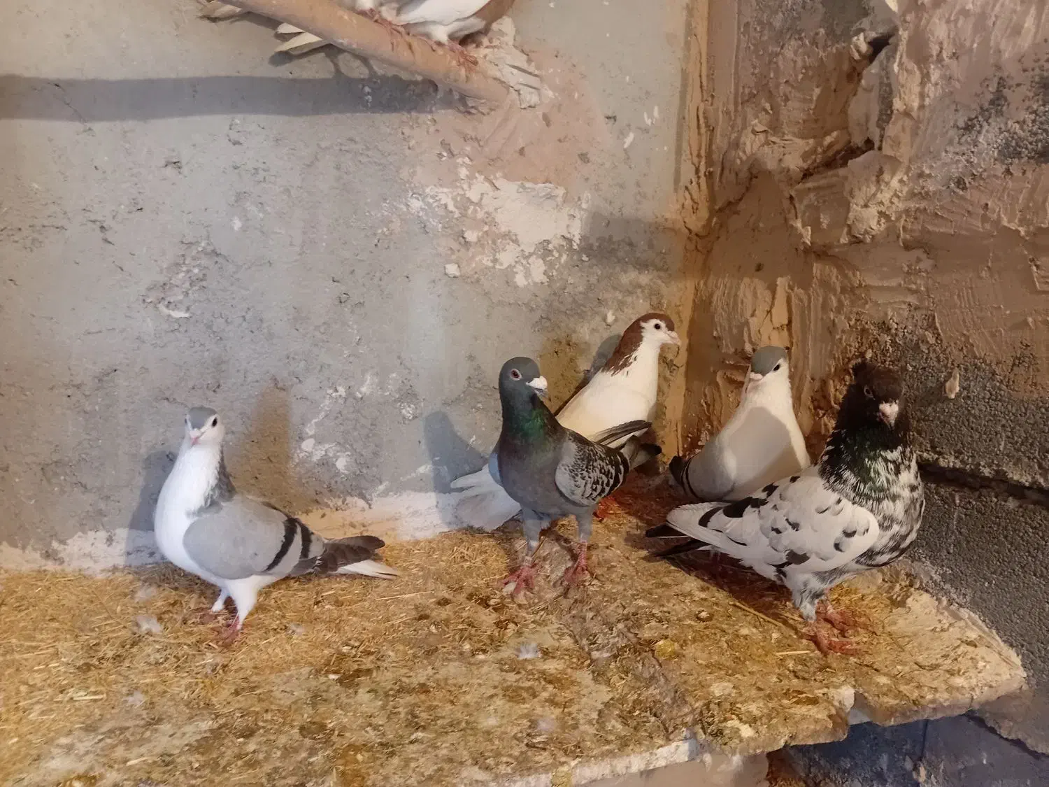 کفتر|پرنده|مشهد, شهرک امام هادی (شهرک غرب)|دیوار