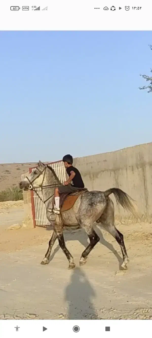 اسب کرد  شش ساله کره سیوان|اسب و تجهیزات اسبسواری|قشم, |دیوار