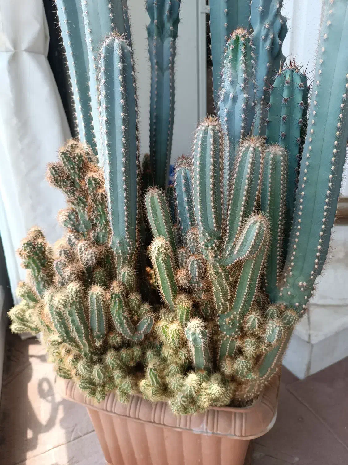 کاکتوس صخره ای بسیار زیبا|گل مصنوعی|کرج, عظیمیه|دیوار