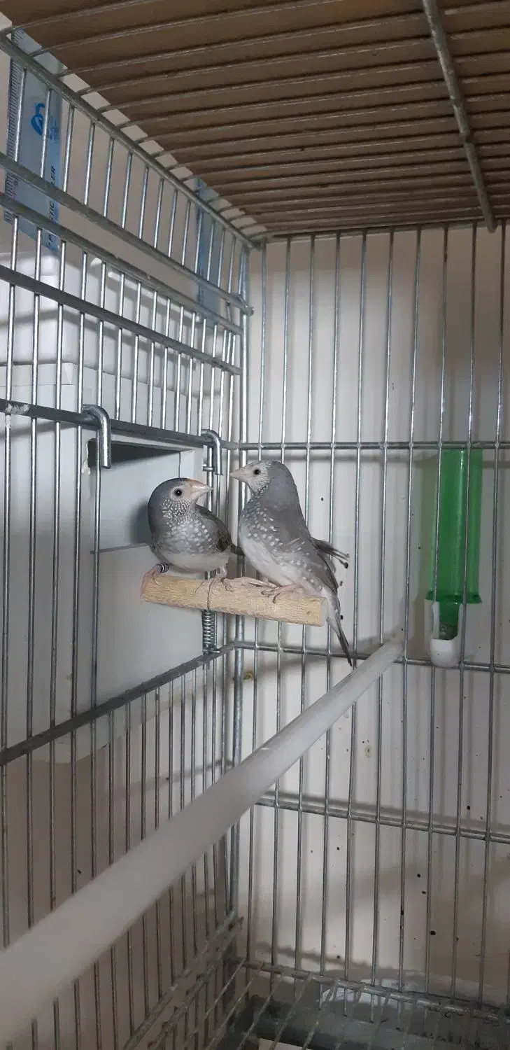 فنچ ستاره ای|پرنده|ری, تقی آباد|دیوار