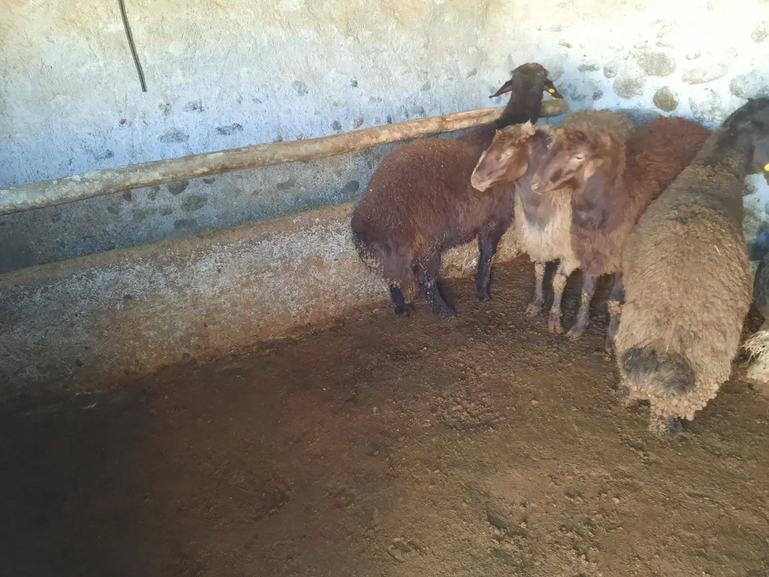 گوسفند چاق|حیوانات مزرعه|اردبیل, |دیوار