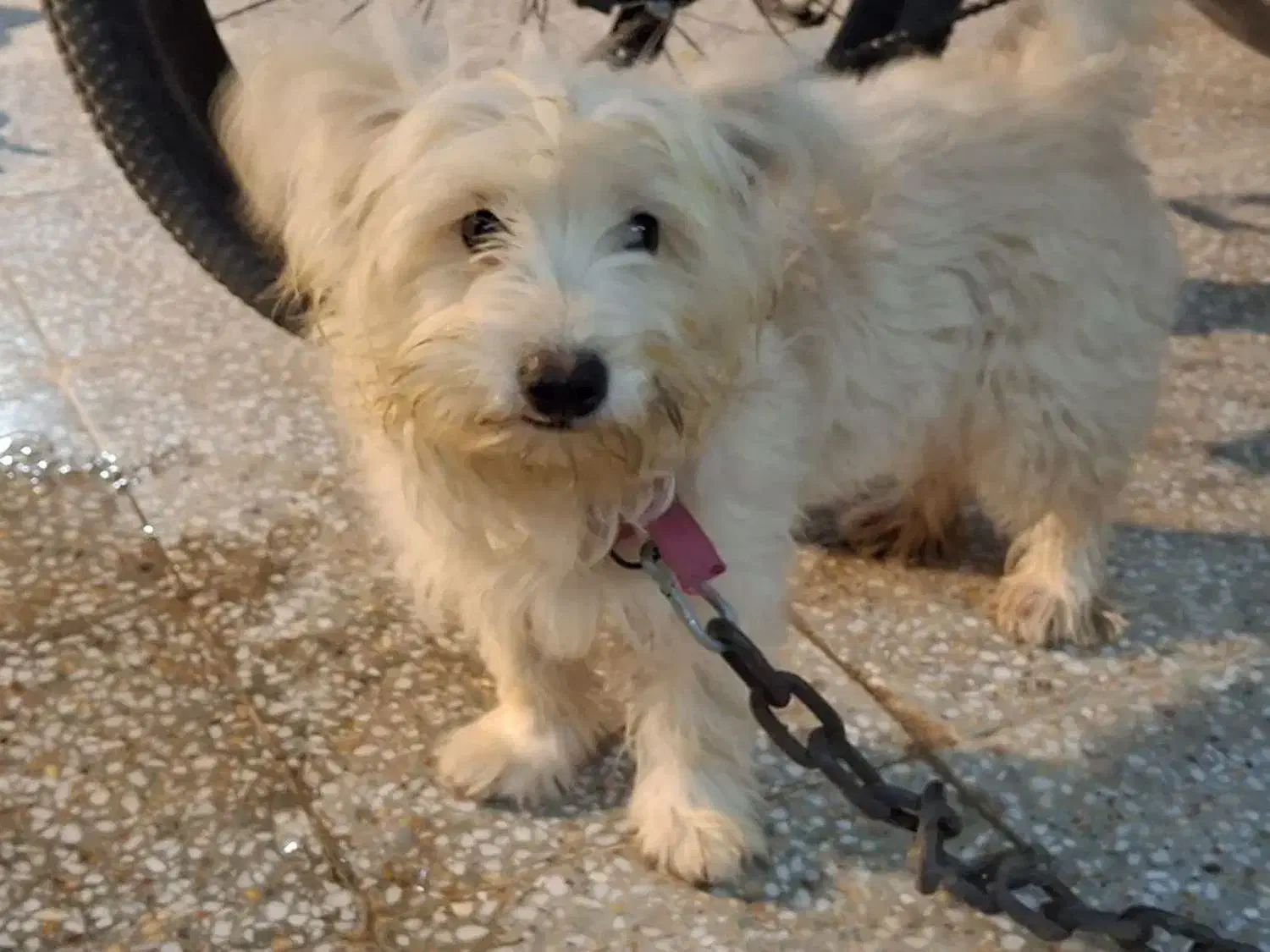 سگ شیتزو بازیگوش|سگ|بافق, |دیوار