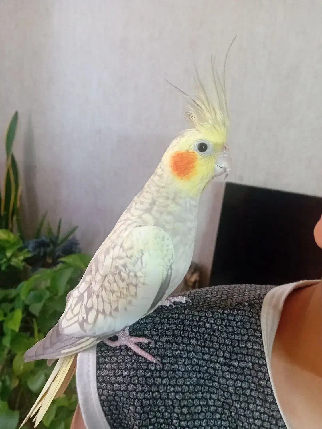 عروس هلندی ماده|پرنده|قرچک, پویینک|دیوار