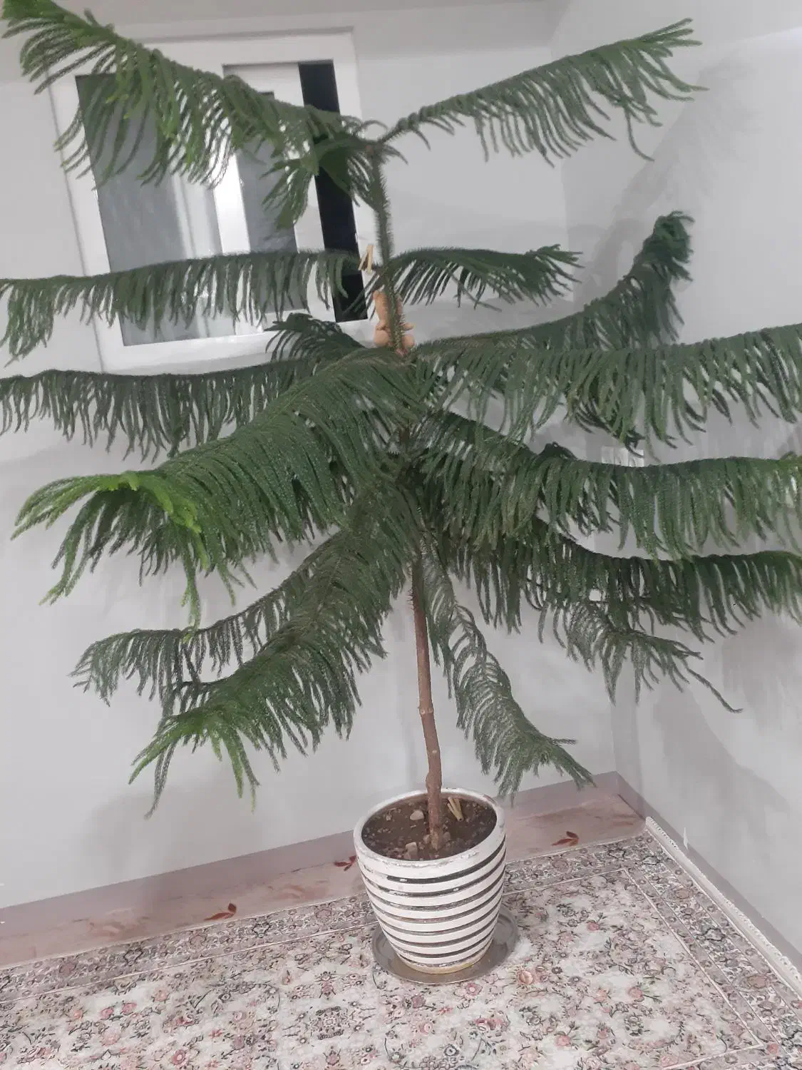 گل و گیاه|گل و گیاه طبیعی|ایلام, |دیوار