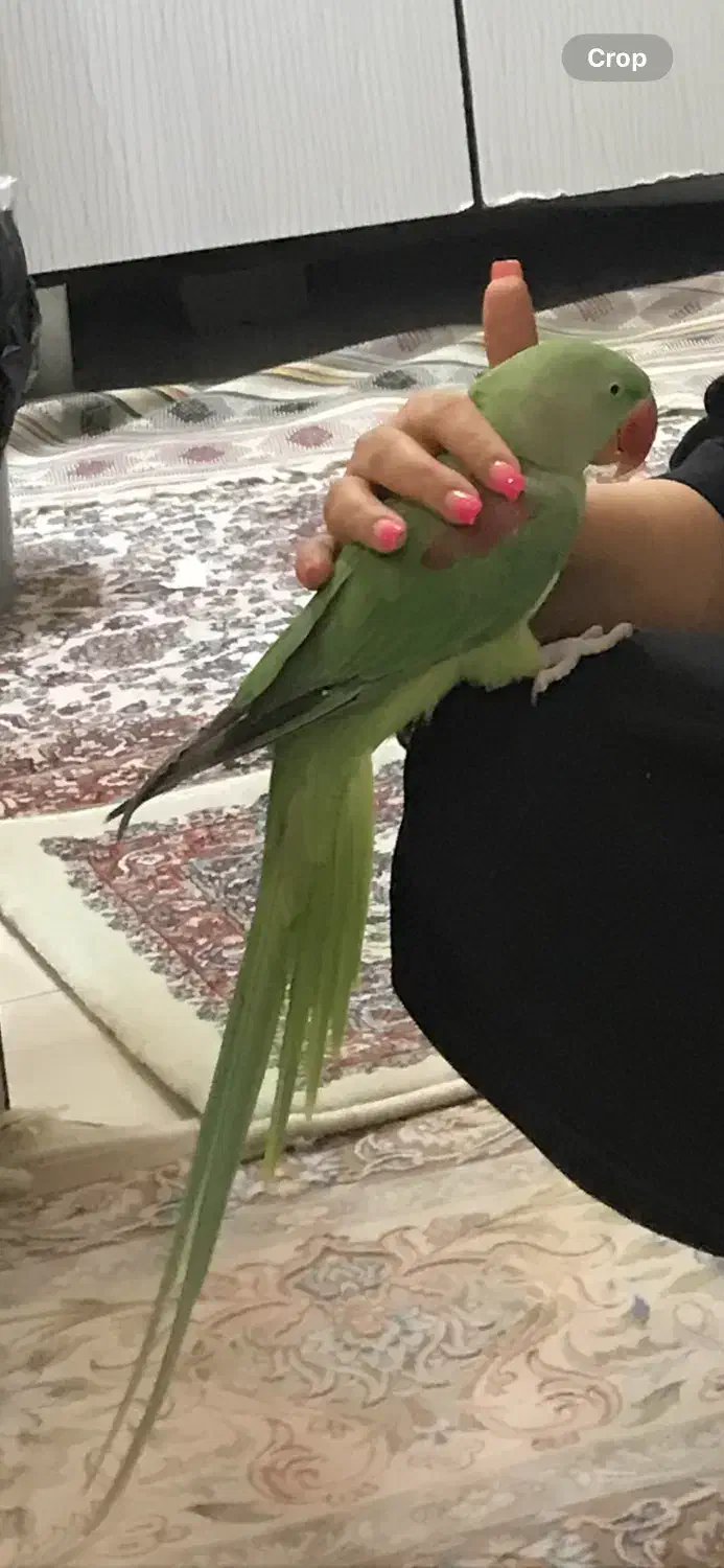 شاه طوطی سخنگو کلام دار|پرنده|تهران, امام زاده عبدالله|دیوار