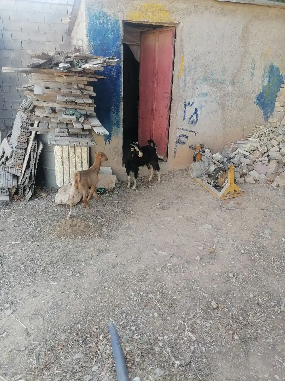 کهره ماده|حیوانات مزرعه|شیراز, شهرک گلستان شمالی|دیوار