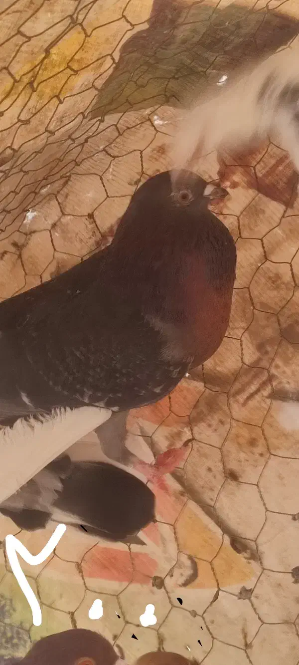 کفتر|پرنده|اردکان, |دیوار