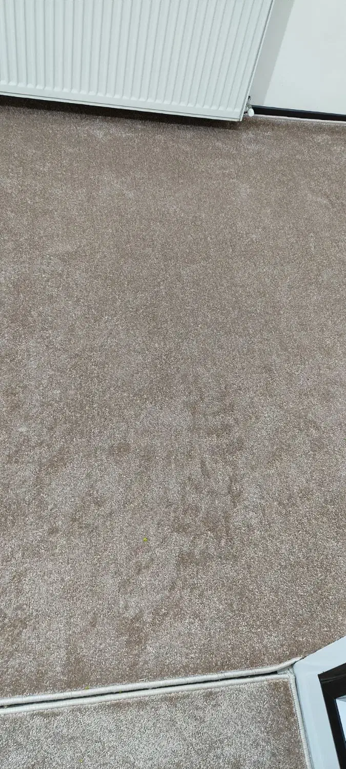 موکت پالاز با کیفیت|موکت|کرمانشاه, |دیوار