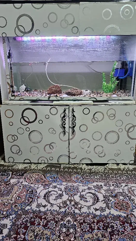 اکواریوم|ماهی|شیراز, گویم|دیوار