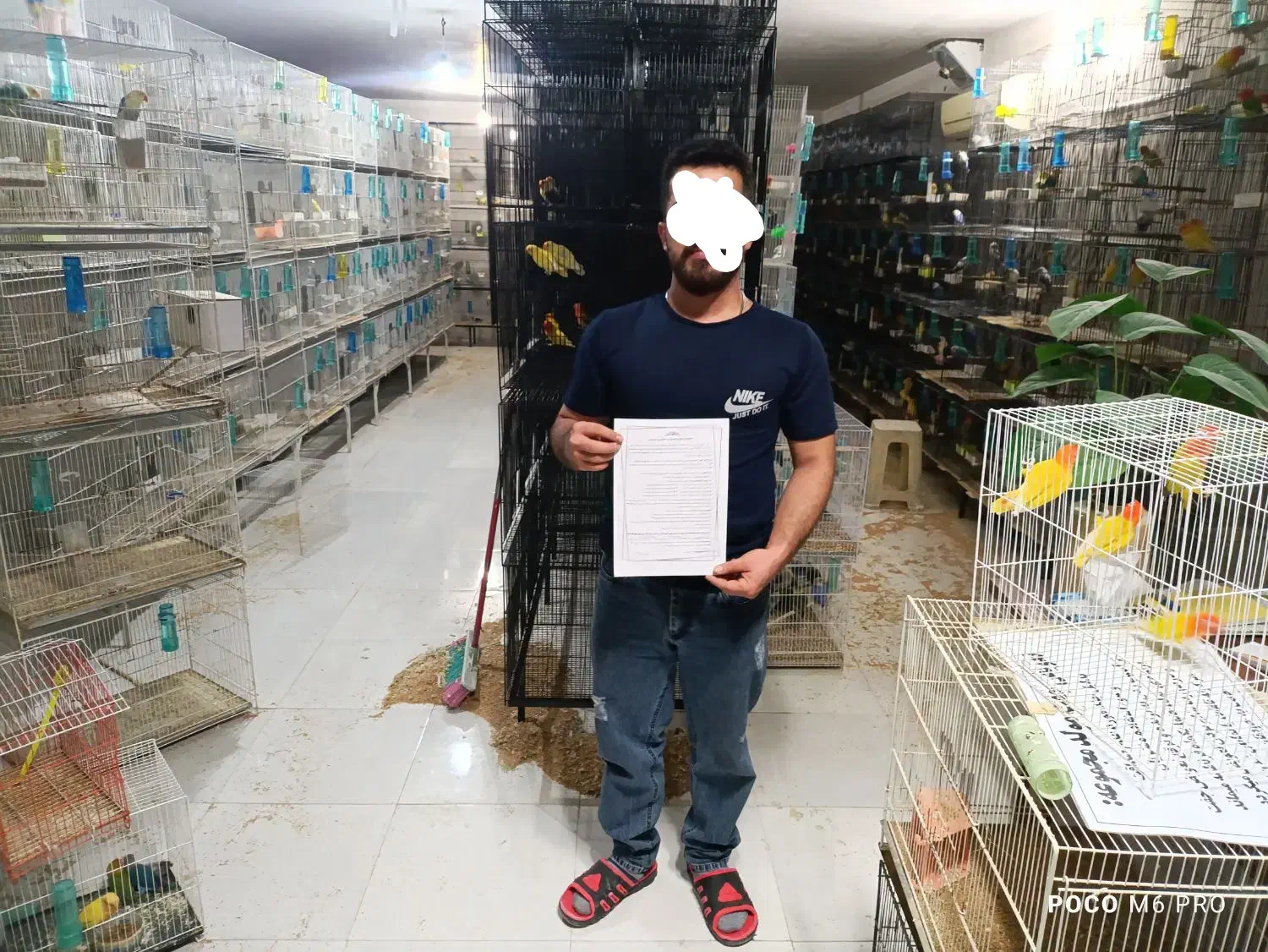 طوطی پاربلو اوپلاین یووینگ عروس قناری قفس|پرنده|مشهد, عبادی|دیوار