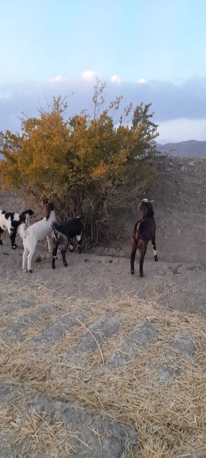 بزّ|حیوانات مزرعه|اسفراین, |دیوار